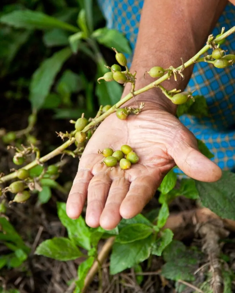 cardamomo