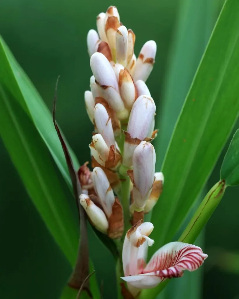 cardamomo