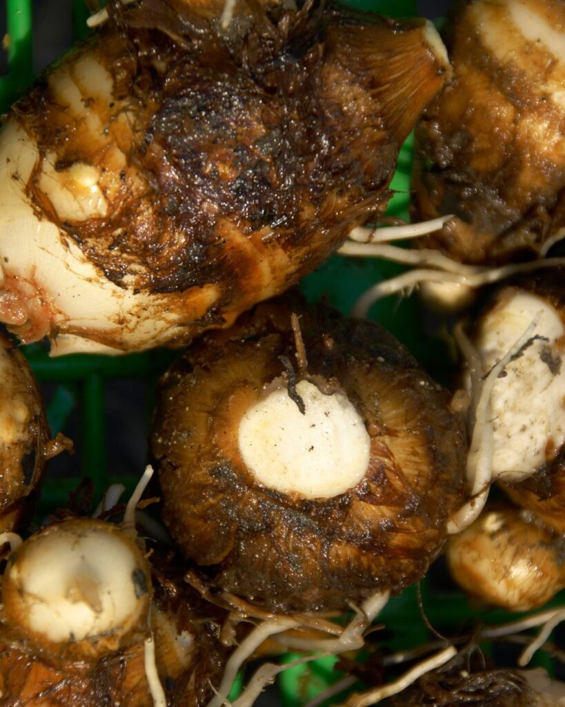 taro ocumo tubérculo